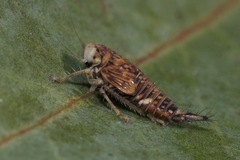 Brunotartessus fulvus