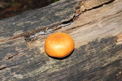 Gymnopilus liquiritiae