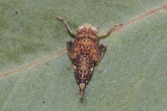 Brunotartessus fulvus