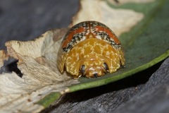 Paropsis obsoleta