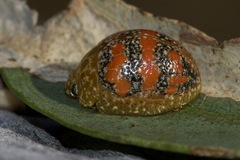 Paropsis obsoleta