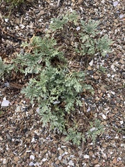 Ambrosia chamissonis