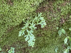 Selaginella doederleinii