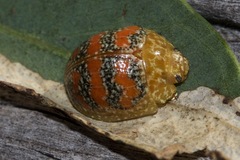 Paropsis obsoleta