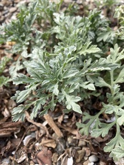 Ambrosia chamissonis