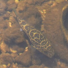 Sphoeroides testudineus