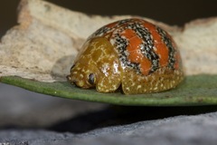 Paropsis obsoleta