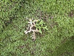 Selaginella doederleinii