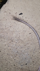 Chaetodipus