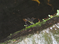 Polycanthagyna erythromelas