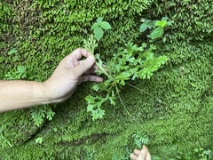 Selaginella doederleinii