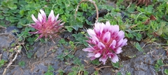 Trifolium wormskioldii