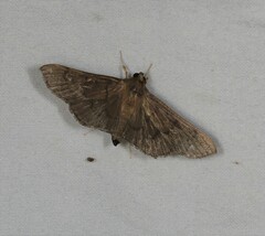 Omiodes nigriscripta