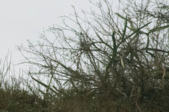 Selenicereus monacanthus