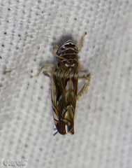Scaphoideus