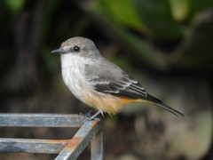 Pyrocephalus rubinus