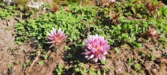 Trifolium wormskioldii