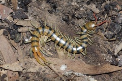 Scolopendra morsitans