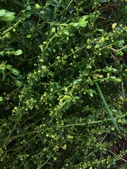 Phyllanthus hirtellus