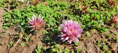 Trifolium wormskioldii