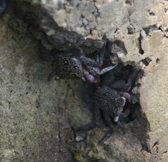 Aratus pisonii