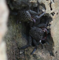 Aratus pisonii