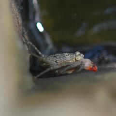 Aratus pisonii