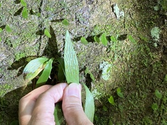 Antrophyum formosanum