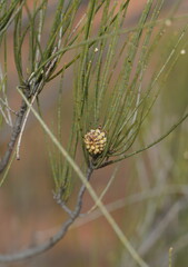 Casuarina