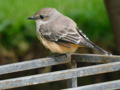 Pyrocephalus rubinus
