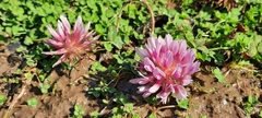 Trifolium wormskioldii