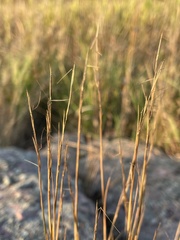 Aristida dichotoma