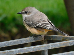 Pyrocephalus rubinus