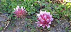 Trifolium wormskioldii
