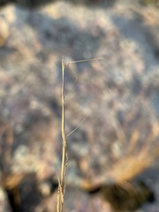 Aristida dichotoma