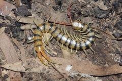 Scolopendra morsitans