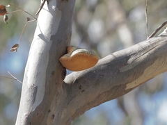 Laetiporus portentosus