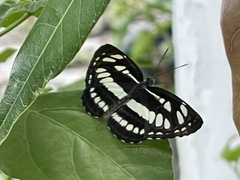 Neptis hylas