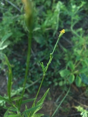 Bidens leptocephala