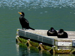 Microcarbo melanoleucos brevirostris