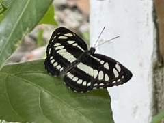 Neptis hylas