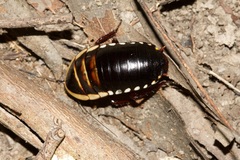 Cosmozosteria bicolor