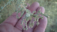 Salsoloideae
