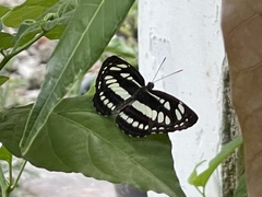 Neptis hylas