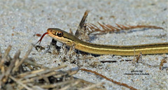 Thamnophis saurita