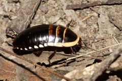 Cosmozosteria bicolor