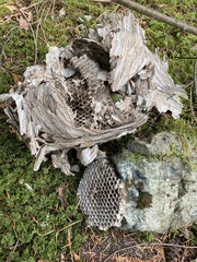 Dolichovespula maculata