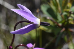 Primula jeffreyi