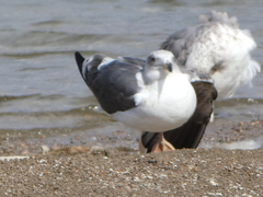 Larus livens