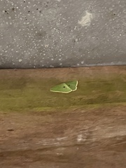 Comostola leucomerata